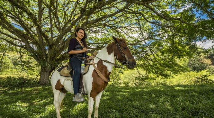 Cabalgatas El Carmelo