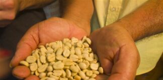 Caficultur Buenavista