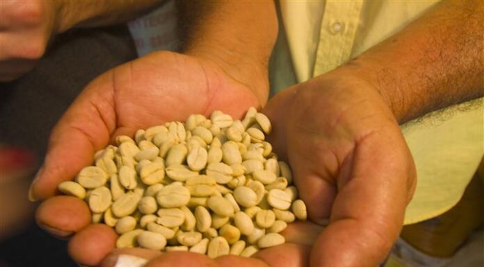 Caficultur Buenavista