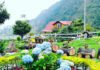 Eco-Hotel Palmas De Cocora